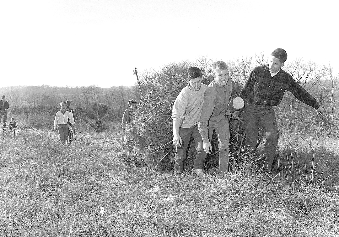 Cultivating Christmas cheer