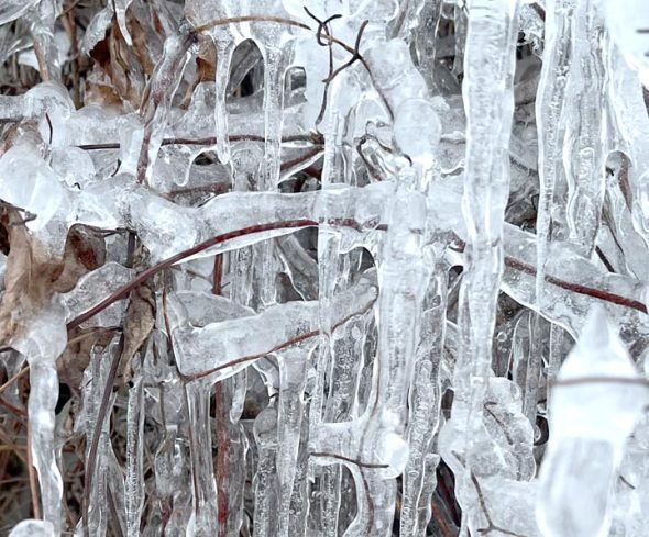 Frozen clematis (Photo by Matt Minde)