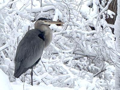 No egrets