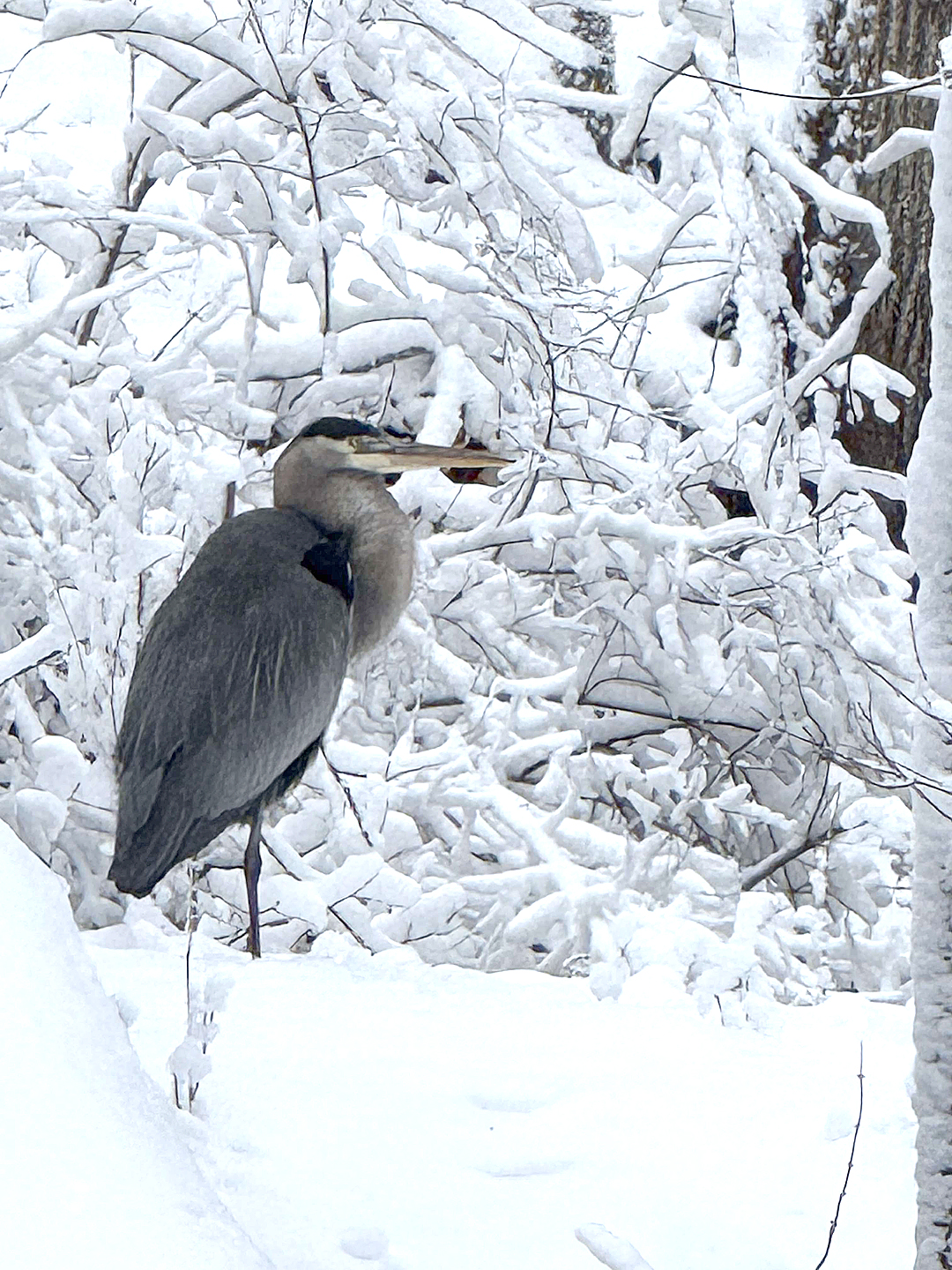 No egrets