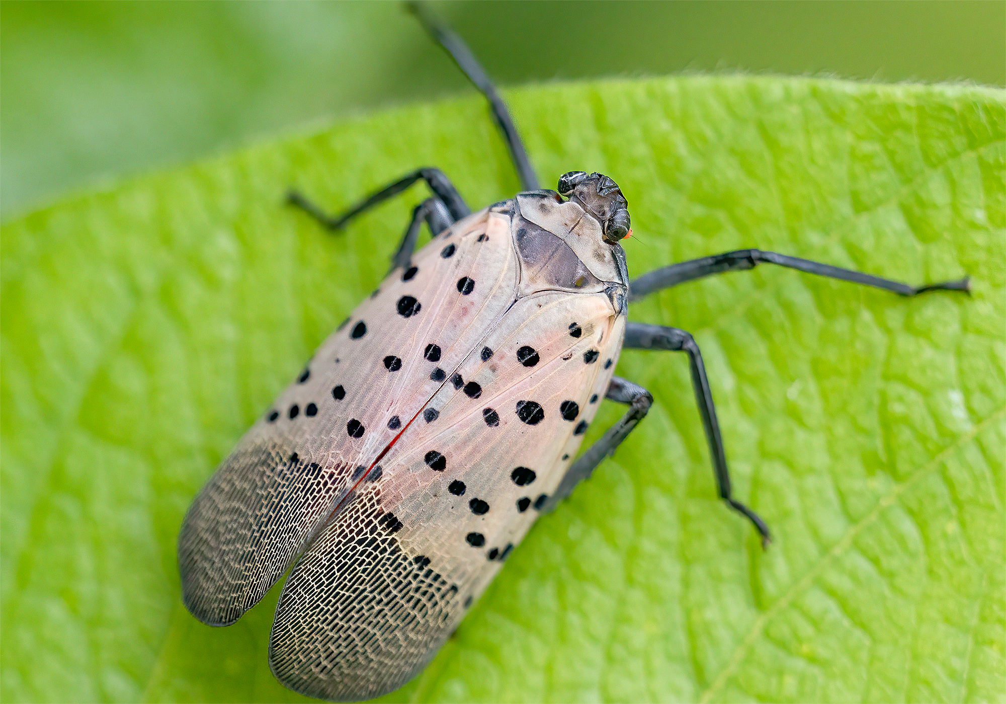 Invasive spotted lanternfly spreads in Ohio • The Yellow Springs News