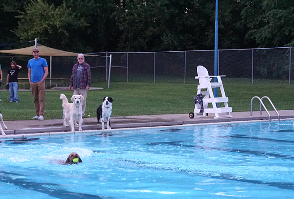 Doggy dip